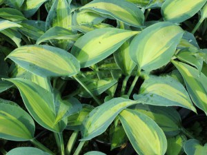 Funkia (Hosta) Touch of Class sadzonka zdjęcie 7
