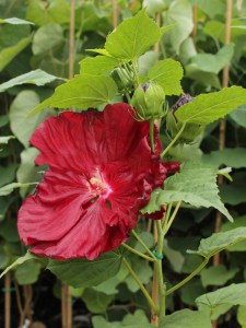 Hibiskus bylinowy (Hibiscus moscheutos) Robert Fleming zdjęcie 4
