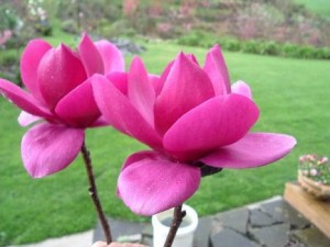 Magnolia Cleopatra c4 zdjęcie 1