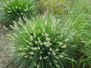 Trawa rozplenica japońska (Pennisetum) piórkówka Hameln zdjęcie 7