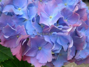 Hortensja ogrodowa (Hydrangea macrophylla) Renate c2 zdjęcie 4