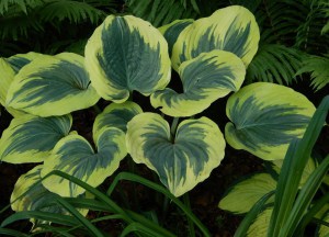 Funkia (Hosta) Liberty zdjęcie 6