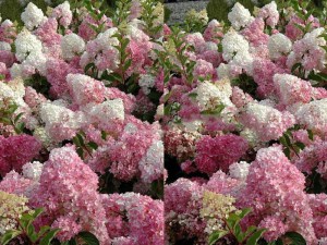 Hortensja Vanille Fraise na pniu c7,5 zdjęcie 5