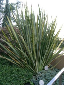 Len nowozelandzki, tęgosz mocny (Phormium tenax) zielonolistny 6