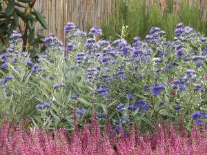 Barbula (Caryopteris) Heavenly Blue 6
