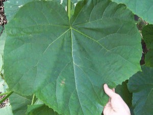 Paulownia puszysta (Paulownia tomentosa) cesarskie drzewko szczęścia zdjęcie 1