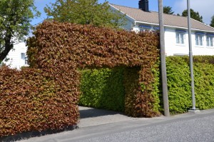 Buk pospolity (Fagus sylvatica) na żywopłot zdjęcie 8