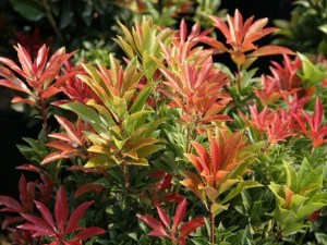 Pieris japoński (Pieris japonica) Forest Flame zdjęcie 8