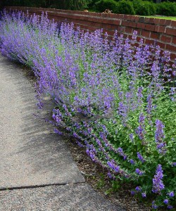 Kocimiętka (Nepeta racemosa) Junior Walker zdjęcie 9