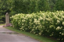 Hortensja bukietowa (Hydrangea paniculata) Limelight c2 zdjęcie 8
