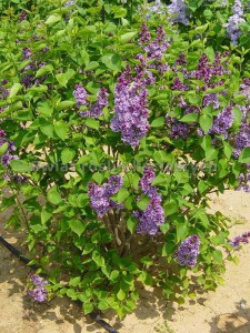 Bez - lilak (Syringa) Sensation c3 zdjęcie 8