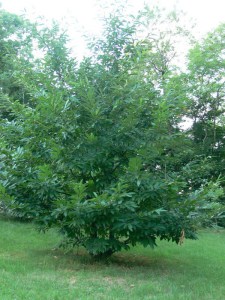 Kasztan jadalny (Castanea sativa) c2 zdjęcie 8