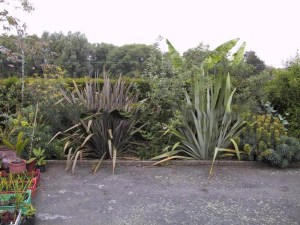 Len nowozelandzki, tęgosz mocny (Phormium) zielonolistny duży 7