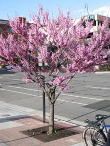 Judaszowiec kanadyjski (Cercis canadensis) c2-c3 zdjęcie 5