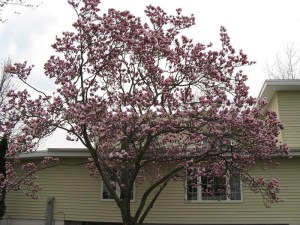 Magnolia Satisfaction rewelacyjna c4 zdjęcie 4