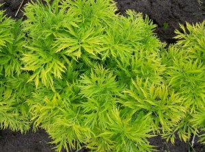 Bez czarny (Sambucus nigra) Golden Tower c3 zdjęcie 8