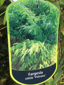 Bambus mrozoodporny (Fargesia nitida) Volcano Fargezja lśniąca c3 zdjęcie 8