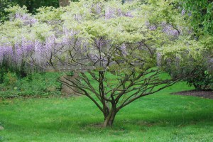 Glicynia, Wisteria formosa Issai (synonim Domino) zdjęcie 7
