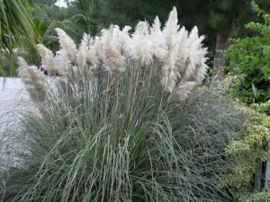Trawa pampasowa biała (Cortaderia) Pumila zdjęcie 7