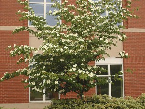 Dereń kousa (Cornus kousa) c3 zdjęcie 7