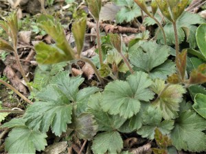 Pragnia syberyjska (Waldsteinia ternata) sadzonka zdjęcie 8