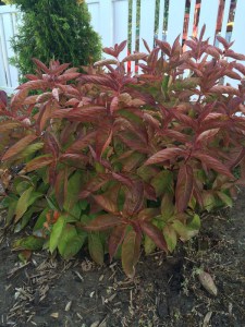 Krzewuszka (Weigela) Wings of Fire sadzonka zdjęcie 8