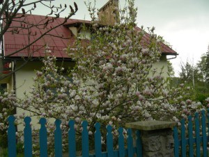 Magnolia pośrednia (Magnolia soulangeana) Amabilis zdj 6
