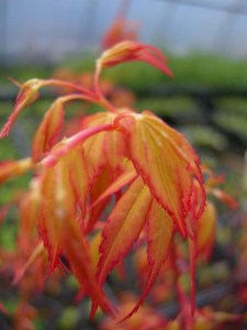 'Klon palmowy (Acer) Katsura c3 zdjęcie 7' Klon palmowy (Acer) Katsura c3 zdjęcie 7