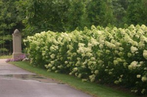 Hortensja bukietowa (Hydrangea paniculata) Limelight c3 zdjęcie 8