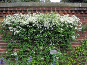 Powojnik jesienny (Clematis terniflora) Early Snow c2 zdjęcie 8