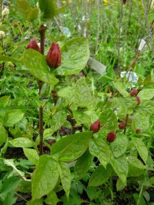 Kielichowiec wonny (Calycanthus floridus) c2 zdjęcie 7