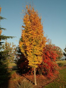 Parocja perska (Parrotia persica) Persian Spire zdjęcie 8