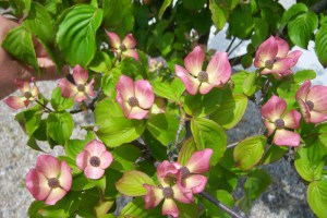 Dereń kousa (Cornus kousa) Satomi c2 zdjęcie 7
