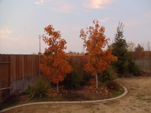 Ambrowiec amerykański (Liquidambar) c3 zdjęcie 6