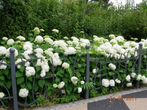 Hortensja drzewiasta (Hydrangea arbor.) Annabelle c3 zdjęcie 8