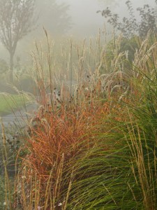 Miskant chiński (Miscanthus sinensis) Purpurascens zdjęcie 5