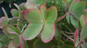 Hortensja bukietowa Pastelgreen Hydrangea c1 zdjęcie 7