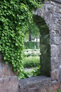 Hortensja pnąca (Hydrangea petiolaris) zdjęcie 7