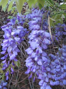 Glicynia (Wisteria) Multijuga syn. Macrobotrys zdjęcie 5