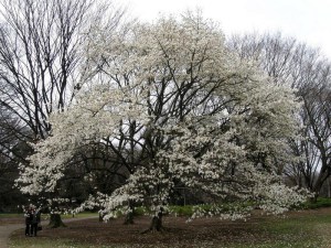 Magnolia japońska (Magnolia kobus) c2 zdjęcie 7