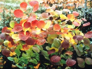 'Perukowiec podolski (Cotinus coggygria) Golden Spirit zdjęcie 7' Perukowiec podolski (Cotinus coggygria) Golden Spirit zdjęcie 7
