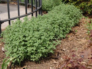 Kocimiętka (Nepeta racemosa) Junior Walker zdjęcie 3