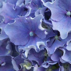 Hortensja ogrodowa (Hydrangea) Spike c3 zdjęcie 2