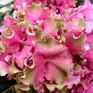 Hortensja ogrodowa (Hydrangea) Spike c3 zdjęcie 4