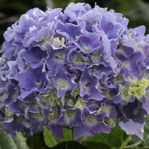Hortensja ogrodowa (Hydrangea) Spike c3 zdjęcie 1