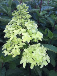 Hortensja bukietowa (Hydrangea) Fraise Melba c2 zdjęcie 6