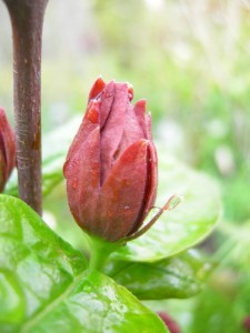 Kielichowiec wonny (Calycanthus floridus) c10 foto 6
