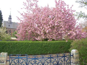 Wiśnia piłkowana (Prunus serrulata) Kanzan c1,5 zddjęcie 8