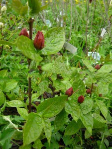 Kielichowiec wonny (Calycanthus floridus) c5 zdjęcie 6