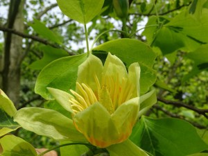 Tulipanowiec amerykański (Lirodendron tulipifera) Aureomarginatum c4 zdjęcie 8